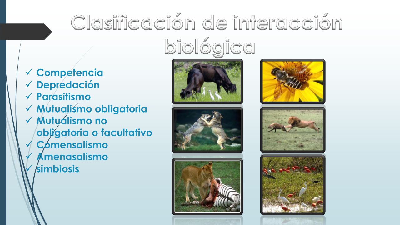 5 ejemplos de parasitismo mutualismo y comensalismo